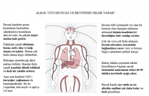 Alkolün Vücudumuza Etkileri